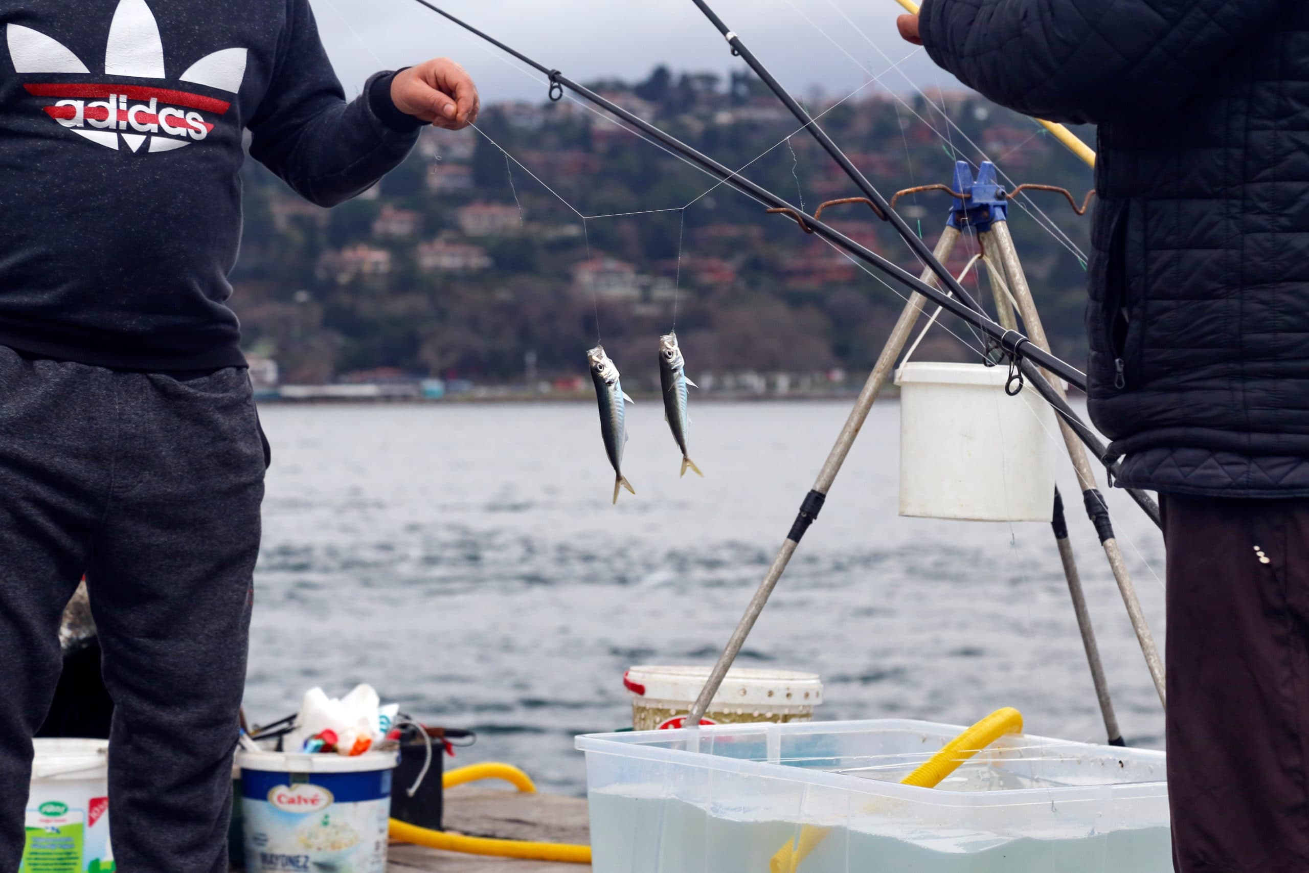 Two fish are caught on fishing lines held by individuals near a body of water.