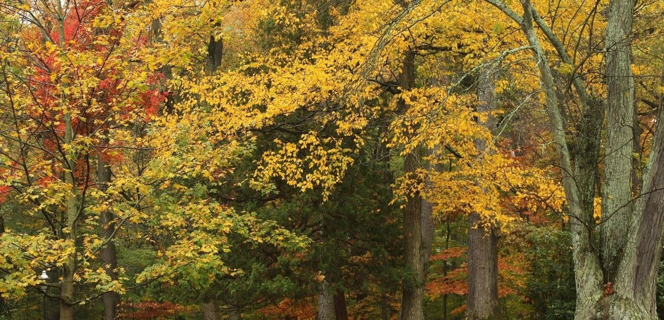 A vibrant display of autumn foliage featuring yellow and red leaves among trees.