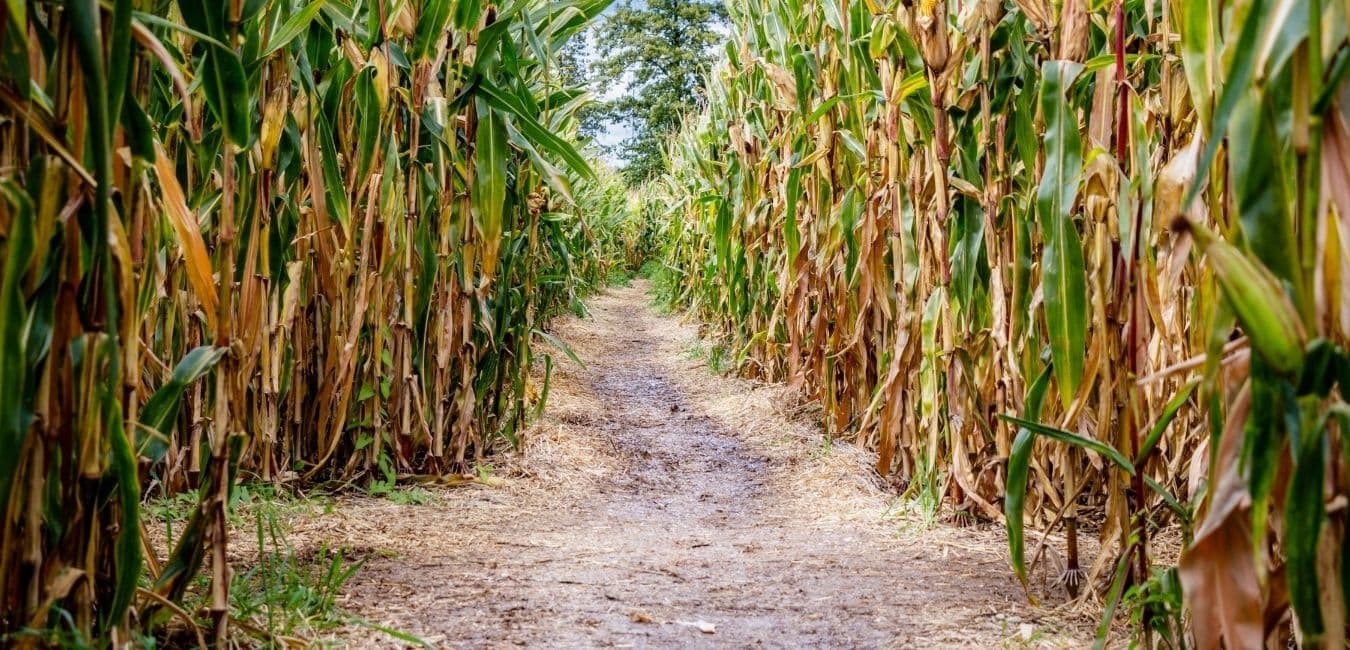 A narrow dirt path surrounded by tall, green cornfields.