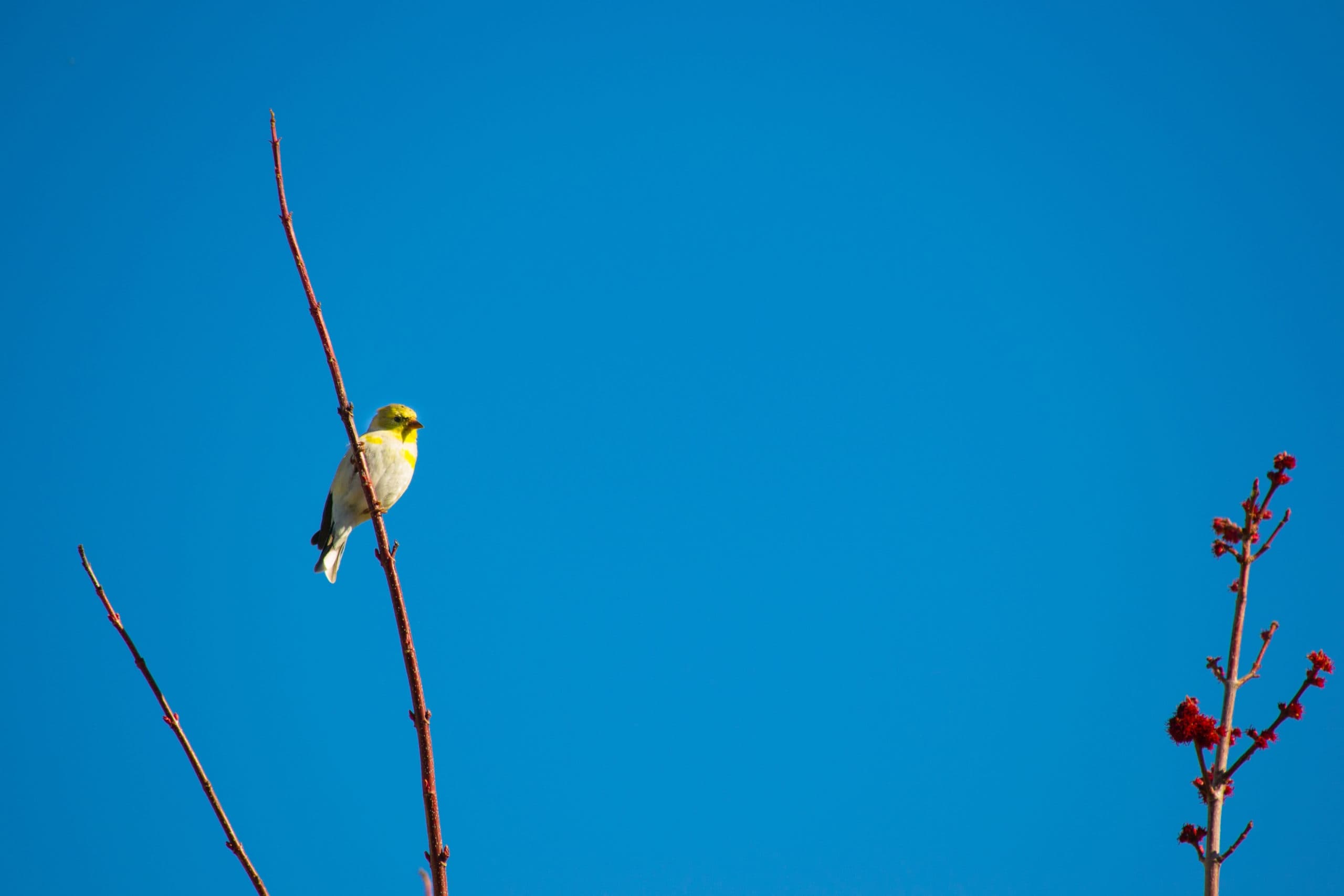 A small yellow bird perched on a bare branch against a clear blue sky.