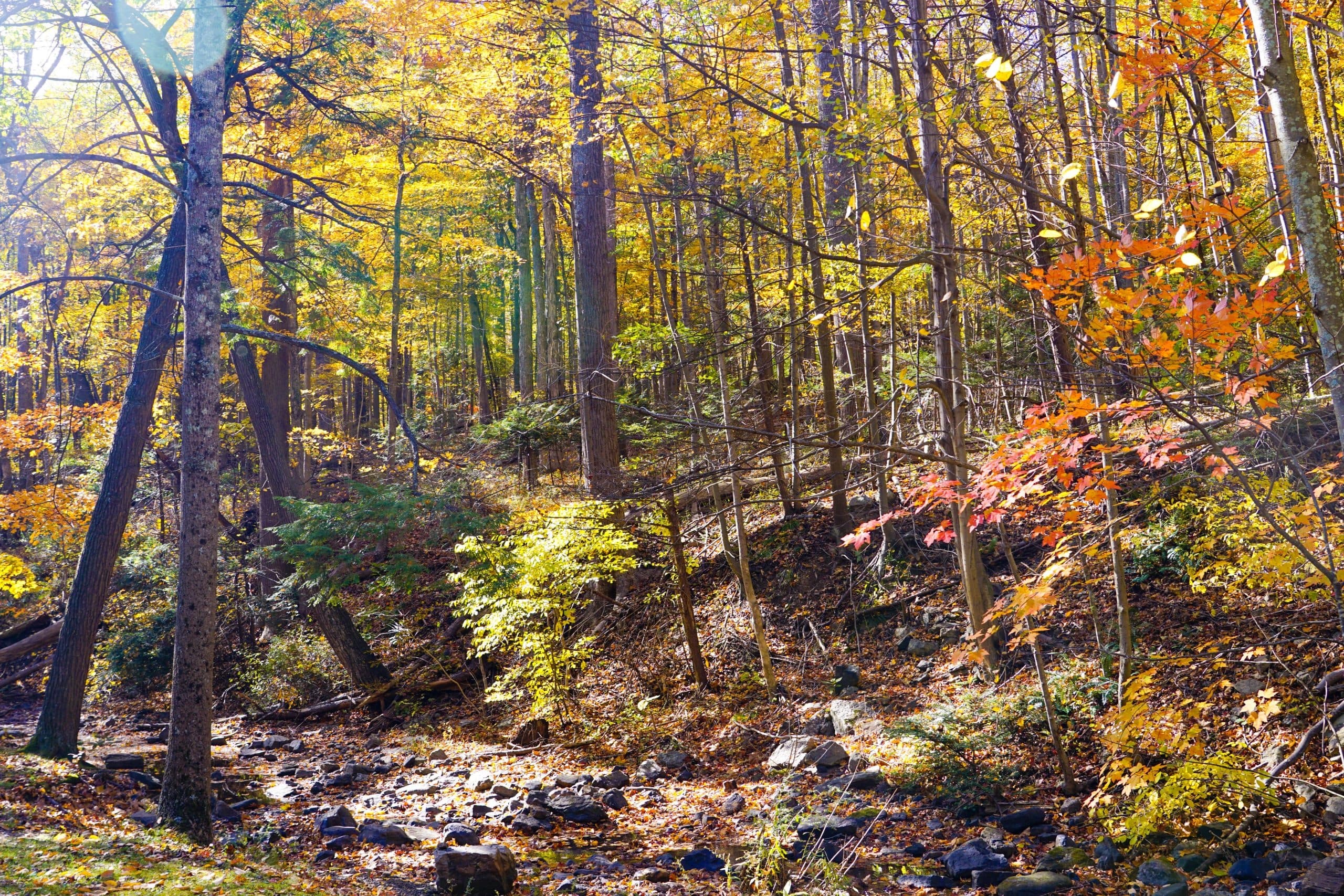 A sunlit forest in autumn showcasing vibrant yellow and orange foliage along a rocky stream.