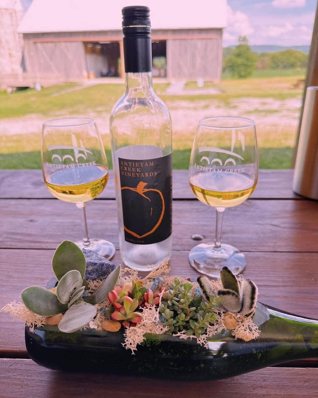 A bottle of Antietam Creek Vineyards wine is surrounded by two glasses of wine and a colorful succulent arrangement on a wooden table.