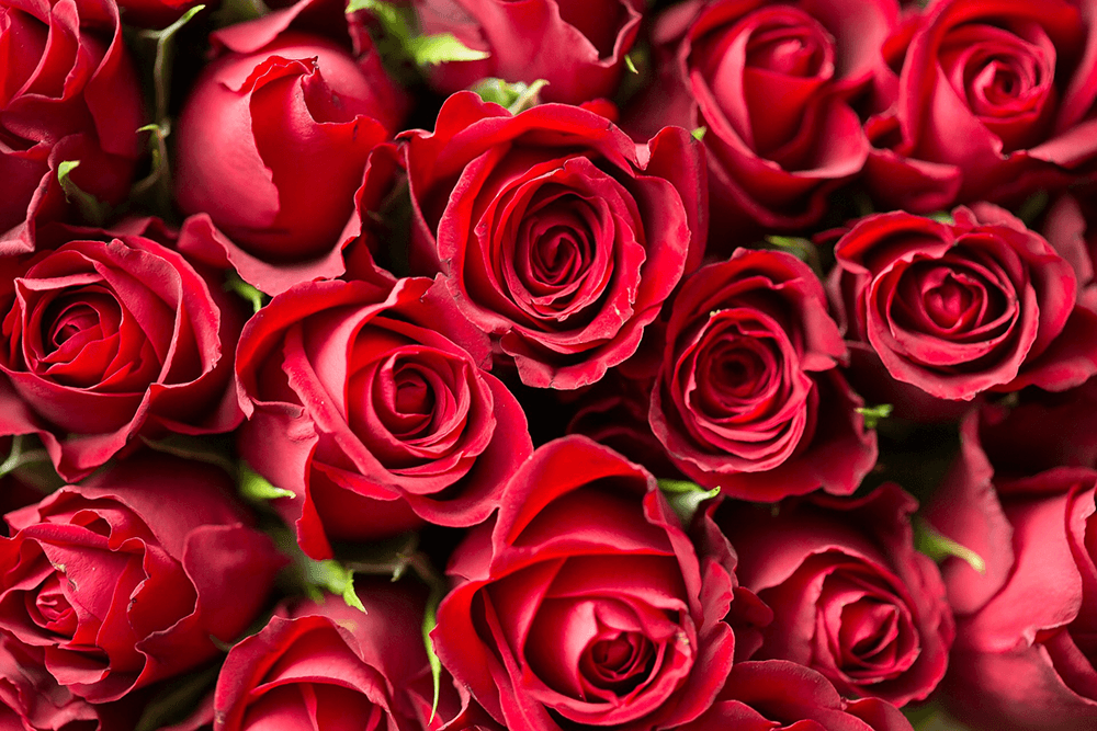 A close-up of clustered red roses in full bloom.