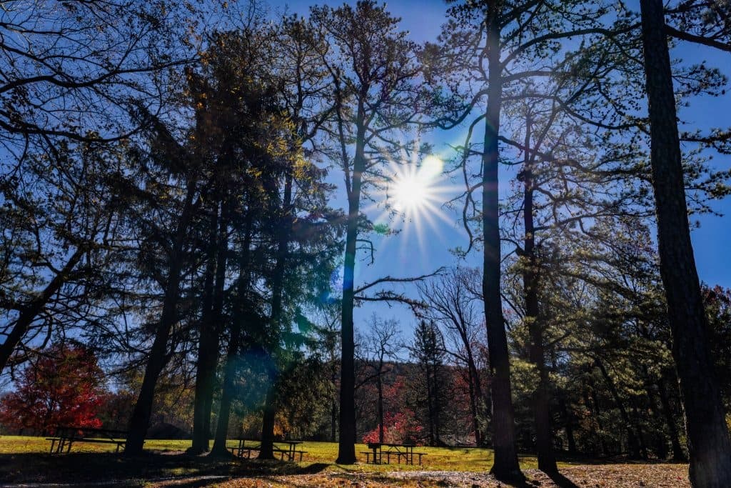 Sunlight filters through tall trees in a park setting.
