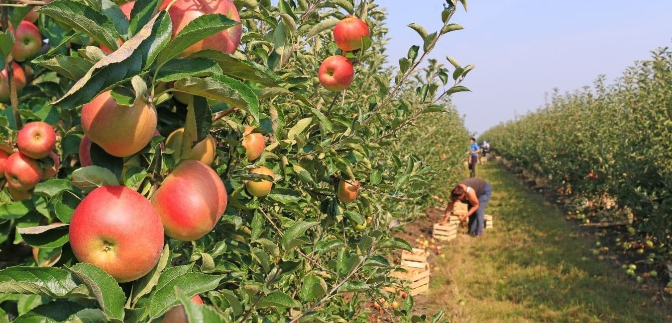 Apple trees with ripe fruit in an orchard, where people are picking apples.