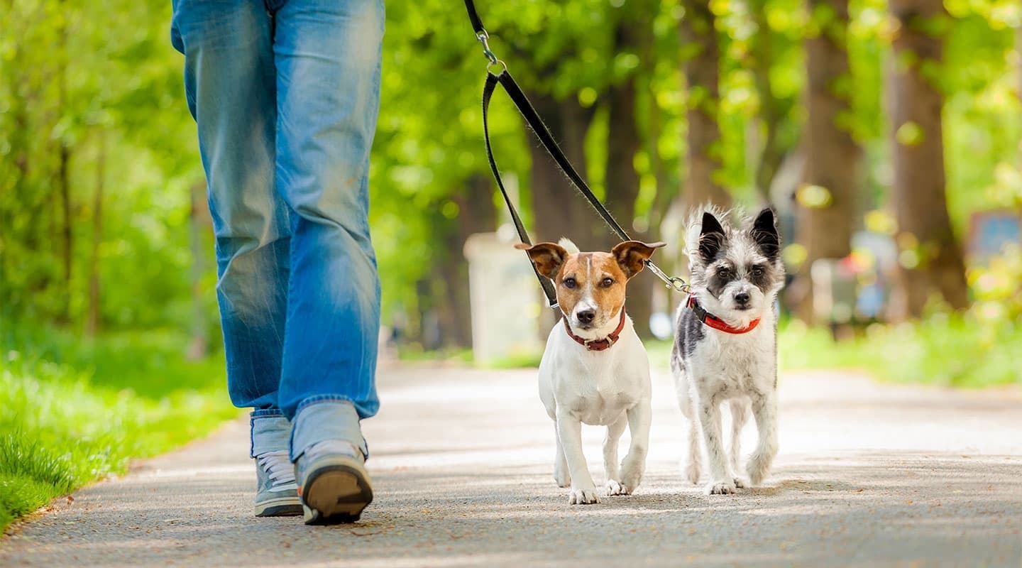 A person walks two dogs on a path surrounded by greenery.