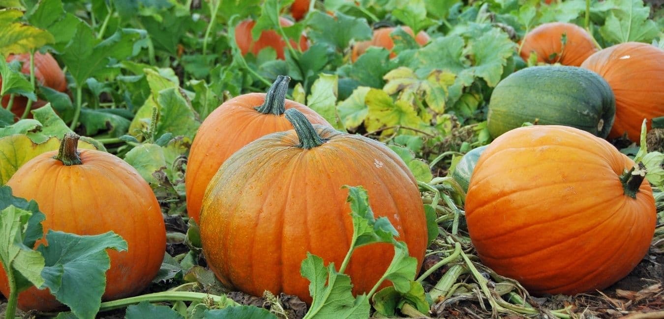 A cluster of ripe orange pumpkins among green leaves in a field.