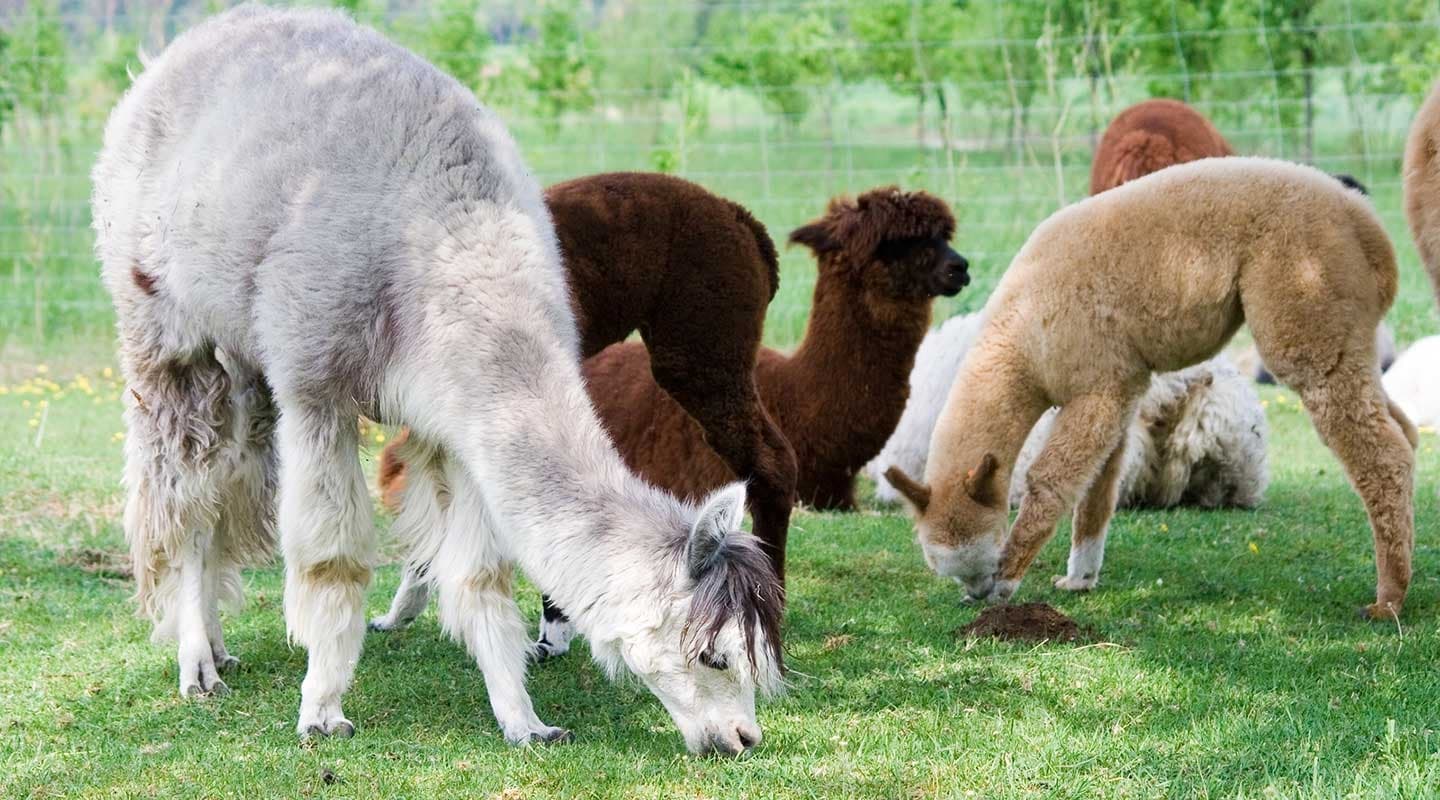 A group of alpacas grazing on grass in a green field.