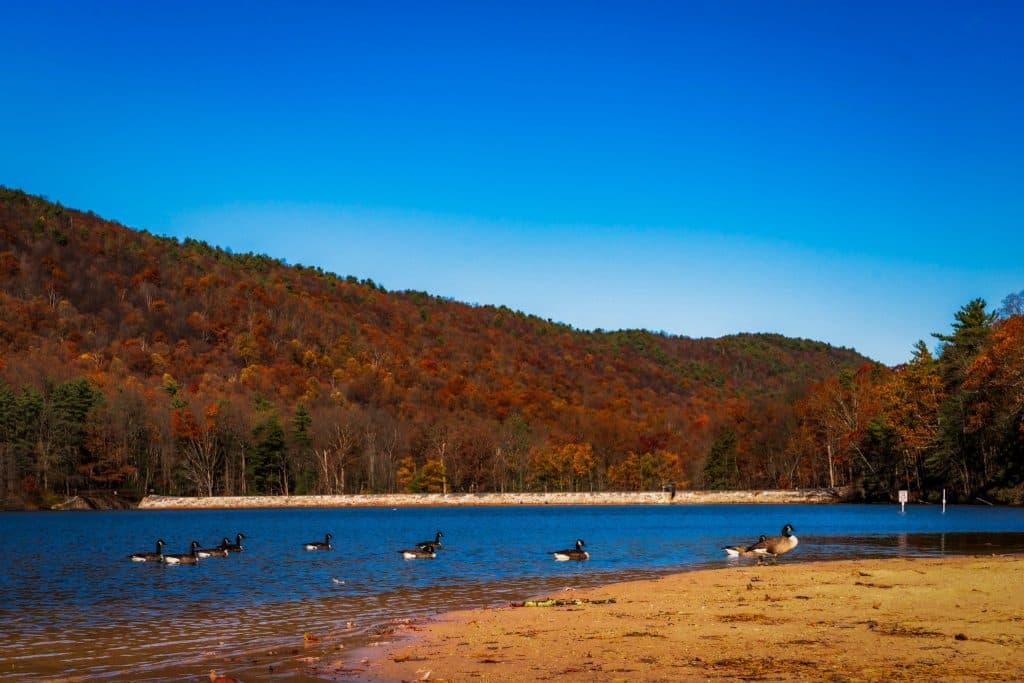 A tranquil lake surrounded by autumn-colored hills, with ducks swimming near the sandy shore.