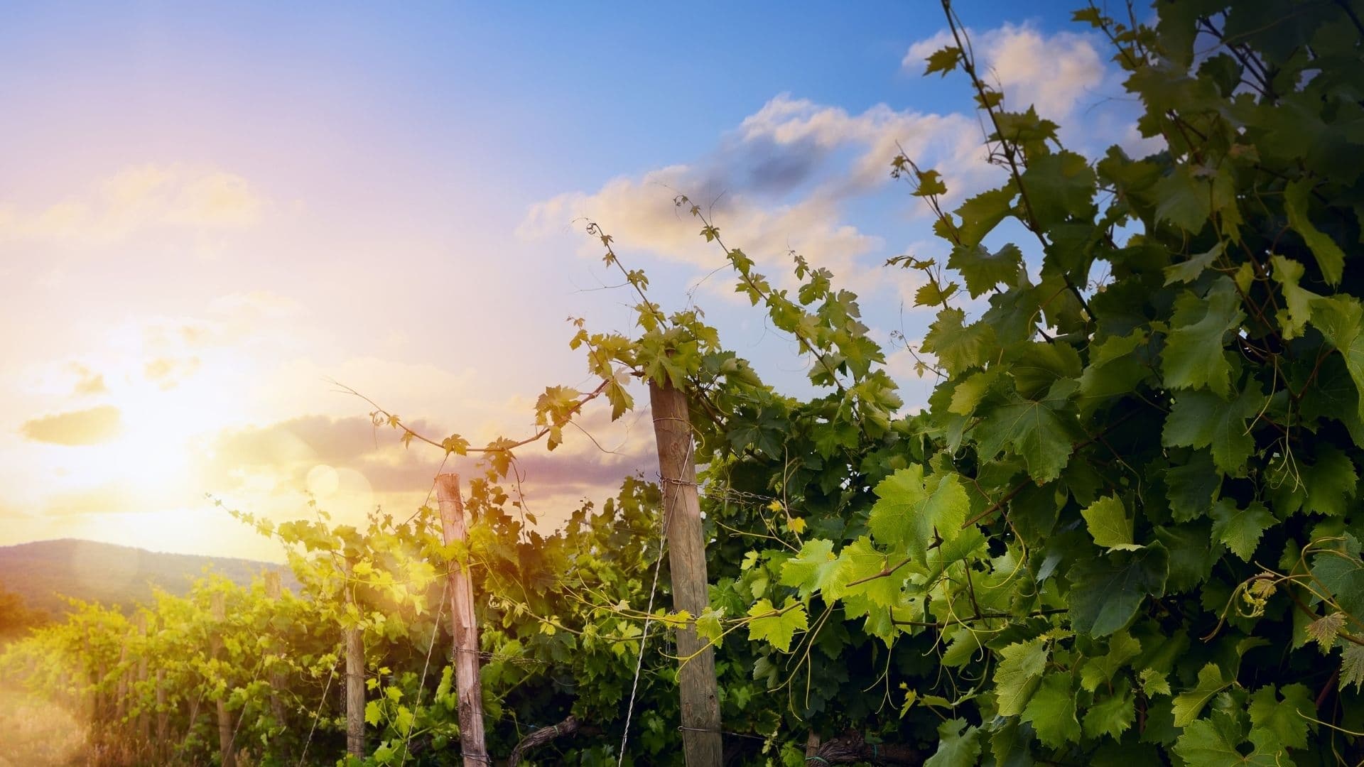 Vineyards bathed in golden sunlight under a blue sky.