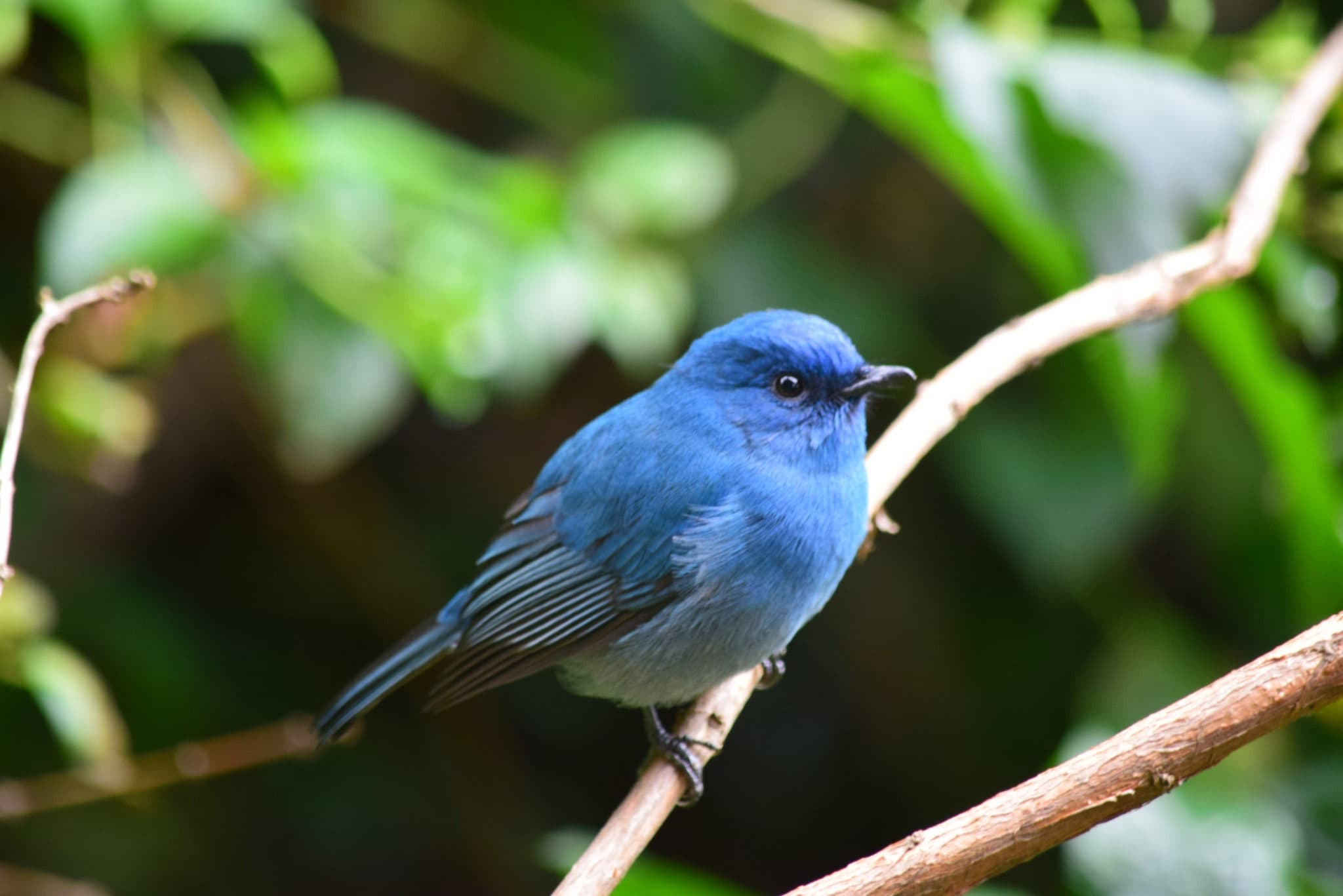 A vibrant blue bird with dark eyes perches on a thin, brown branch. The background is blurred with green foliage, creating a serene, natural setting. A vibrant blue bird with dark eyes perches on a thin, brown branch. The background is blurred with green foliage, creating a serene, natural setting.